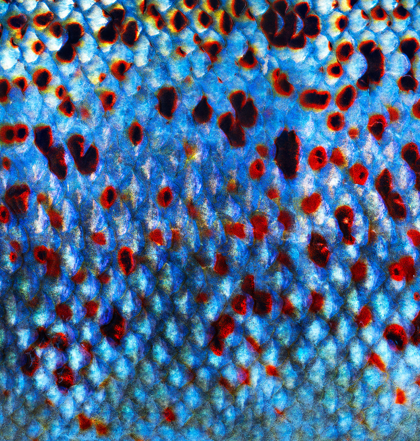 Benchmark Genetics - Driving sustainability in aquaculture