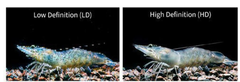 Two images of whiteleg shrimp, one in low definition and one in high definiton, symbolizing the difference between low-densitiy SNP panels, medium-density SNP panels and High-density SNP panels