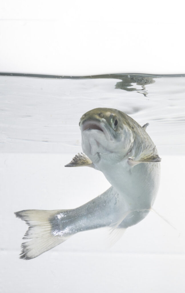 This is a picture of a Atlantic salmon smolt