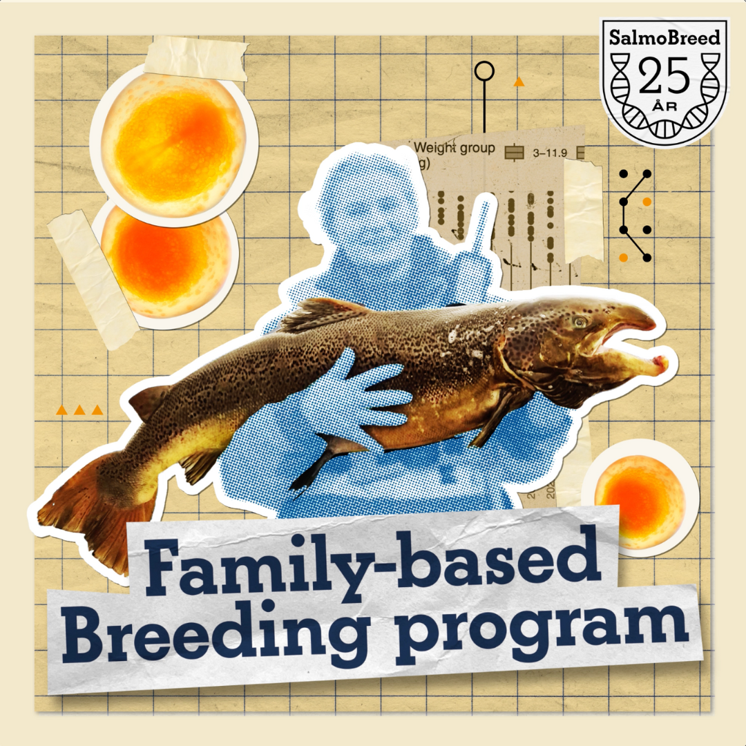 Fish Inbreeding How Family-Based Breeding Shaped Modern Aquaculture - Benchmark Genetics