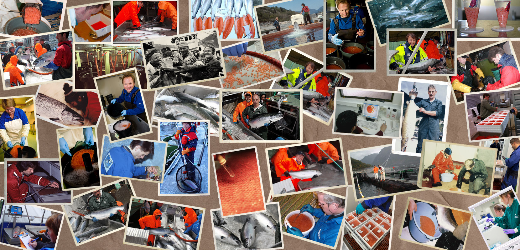 SalmoBreed image collage