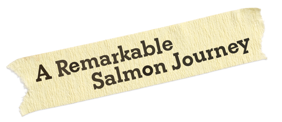 An old piece of old Adhesive tape with the text "A Remarkable Salmon Journey"