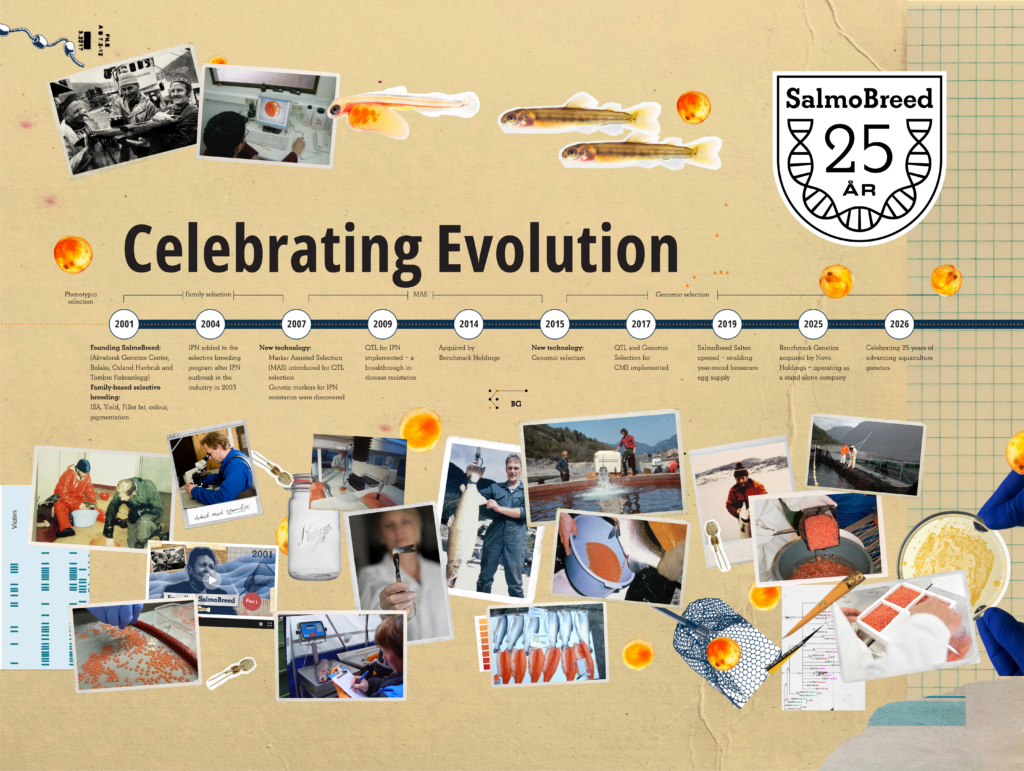 SalmoBreed 25th anniversary timeline "Celebrating Evolution," charting the breeding program's milestones from its founding in 2001 to becoming a driving force in aquaculture genetics in 2026, across four phases of selection methods (phenotypic, family, MAS and genomic), illustrated with a collage of archival photographs from salmon breeding and egg production.