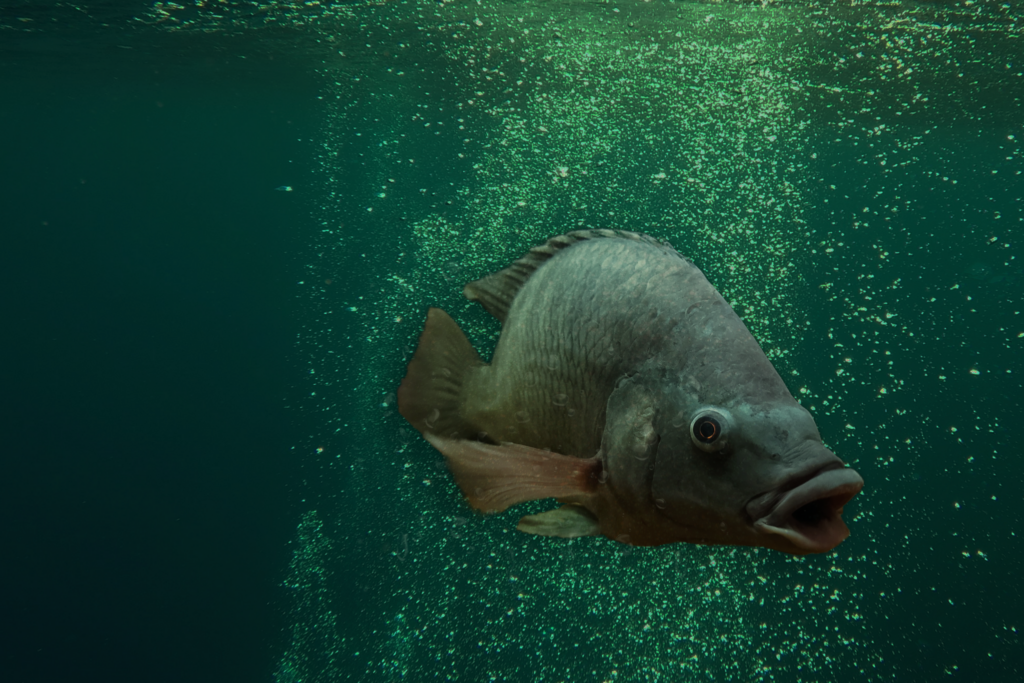Picture showing a tilapia swimming in green water